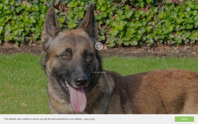 Belgian Shepherd